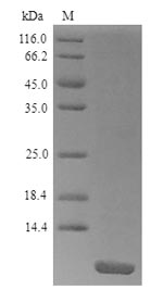 Recombinant Pandinus impeRator Pandinin-2