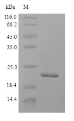 Recombinant Bovine Interferon alpha-G(IFNAG)