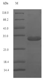 Recombinant Dog Major allergen Can f 1