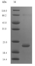 Recombinant Pig Antibacterial peptide PMAP-36(PMAP36)