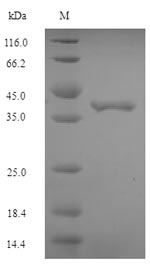 Recombinant Escherichia coli Elongation factor P(efp)