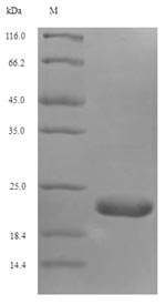 Recombinant Mouse Thioredoxin domain-containing protein 12(Txndc12)