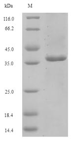 Recombinant Puromycin N-acetyltransferase(pac)