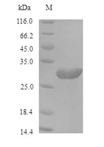 Recombinant Saccharomyces cerevisiae ProlifeRating cell nuclear antigen(POL30)