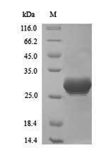 Recombinant Vaccinia virus Complement control protein C3(VACWR025)