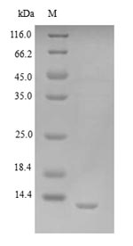 Recombinant Vaccinia virus Protein K3 (VACWR034)