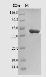 Recombinant Ipomoea batatas Sporamin A