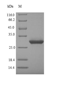 Recombinant Mouse Alpha-defensin 5(Defa5)