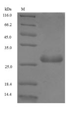 Recombinant Triticum aestivum Non-specific lipid-transfer protein