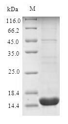 Recombinant Human Perilipin-4(PLIN4),partial