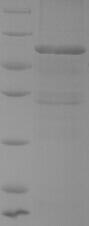 Recombinant Staphylococcus aureus Foldase protein PrsA(prsA)