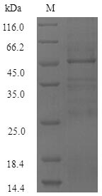 Recombinant Burkholderia mallei Guanine nucleotide exchange factor BopE(bopE)