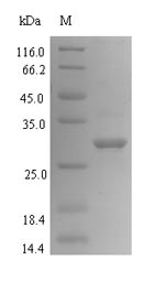 Recombinant Bacillus subtilis Uncharacterized protein YnaB(ynaB)