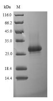 Recombinant Coxiella burnetii Protein RnfH(rnfH)