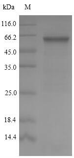 Recombinant Streptococcus pyogenes serotype M5 M protein, serotype 5(emm5)