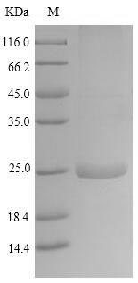 Recombinant Horse Latherin(LATH)