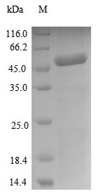 Recombinant Arabidopsis thaliana Pentatricopeptide repeat-containing protein At4g32450, mitochondrial(PCMP-H63)
