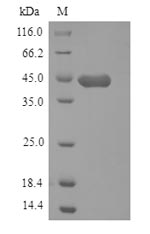 Recombinant Mouse Hyaluronan and proteoglycan link protein 1(Hapln1)