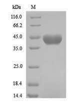 Recombinant Bradyrhizobium sp. Formamidase(amiF)