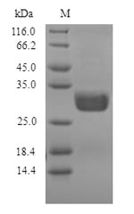 Recombinant Penicillium citrinum Nuclease P1