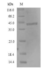 Recombinant Human Fc receptor-like protein 4(FCRL4),partial