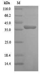 Recombinant Arabidopsis thaliana Cyclin-dependent kinase B1-2(CDKB1-2)