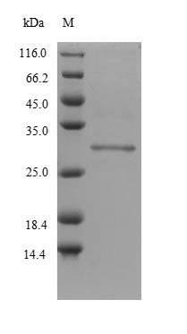 Recombinant Mouse Protein delta homolog 2(Dlk2),partial