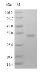 Recombinant Human Fc receptor-like protein 6(FCRL6),partial