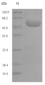 Recombinant Pongo abelii C-1-tetrahydrofolate synthase, Cytoplasmic domain(MTHFD1),partial