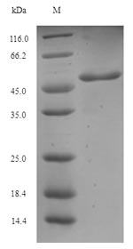 Recombinant Neosartorya fumigata Major allergen Asp f 2 (AFUA_4G09580)