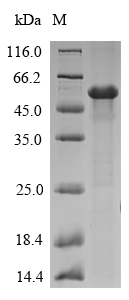 Recombinant Neosartorya fumigata Allergen Asp f 4 (AFUA_2G03830)