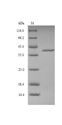 Recombinant Vaccinia virus Protein L3(VACWR090)