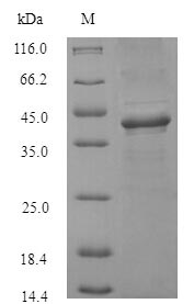 Recombinant Staphylococcus aureus Clumping factor A(clfA),partial