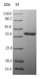 Recombinant Salmonella typhimurium D-galactose-binding periplasmic protein(mglB)