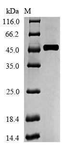 Recombinant Human Medium-chain specific acyl-CoA dehydrogenase, mitochondrial(ACADM)