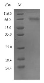 Recombinant Mouse Protein FAM83D(Fam83d)