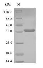 Recombinant Human Homeobox protein NANOG(NANOG)