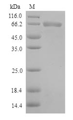 Recombinant Human Toll-like receptor(TLR1),partial