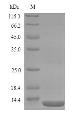Recombinant Salmonella typhi LPS-assembly protein LptD(lptD),partial