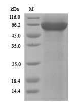 Recombinant Saccharomyces cerevisiae Pyruvate kinase 1(CDC19)