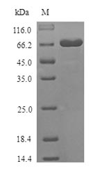 Recombinant Mouse Desmoglein-3(Dsg3),partial