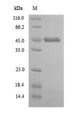 Recombinant Arabidopsis thaliana Double-stranded RNA-binding protein 5(DRB5)