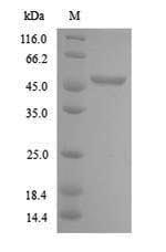 Recombinant Arabidopsis thaliana Cyclin-B2-2(CYCB2-2)