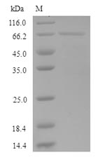 Recombinant Human KeRatin, type I cuticular Ha5(KRT35)