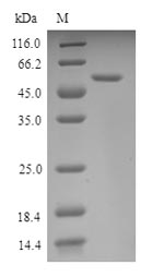 Recombinant Mousev Nuclear respiRatory factor 1(Nrf1)