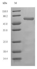 Recombinant Drosophila melanogaster cAMP-dependent protein kinase catalytic subunit(Pka-C1)