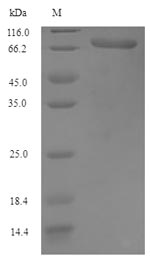 Recombinant Apis mellifera Venom serine carboxypeptidase