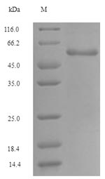 Recombinant Human Glutaminase kidney isoform, mitochondrial(GLS),partial