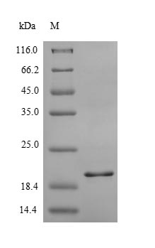 Recombinant Human C-X-C chemokine receptor type 2(CXCR2),partial