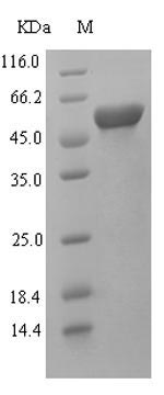 Recombinant Rat Kynurenine 3-monooxygenase(Kmo),partial